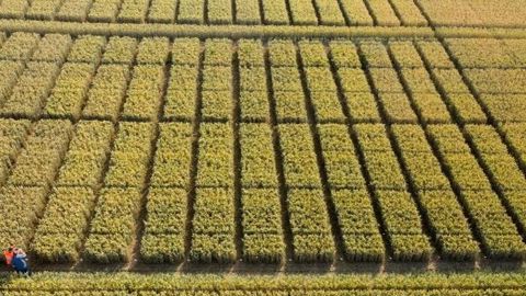 « Orfèvre s’adresse à tous les céréaliers en leur offrant une sérénité d’utilisation, explique Marie Aubelé, cheffe marché grandes cultures chez De Sangosse. C’est un produit présentant des résultats réguliers, sélectif des céréales et facile d’utilisation. » De Sangosse